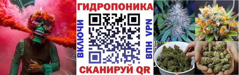 Конопля гибрид  Ессентукская 